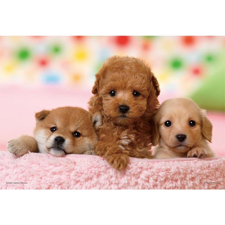 jigsaw-puzzle-friends-forever-toy-poodle-dachshund-shiba-inu-300-pieces-yam-03-873-1