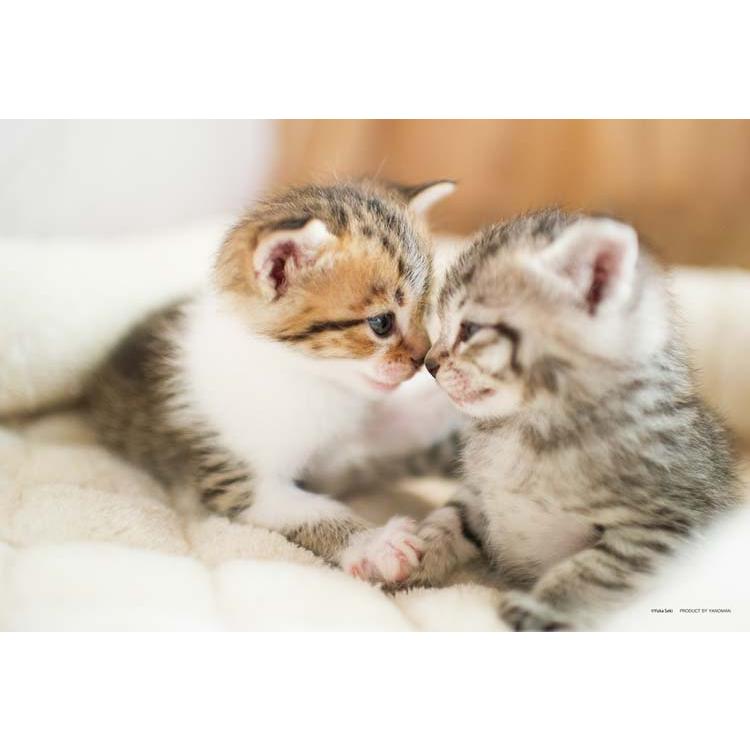 jigsaw-puzzle-friendly-cats-300-pieces-yam-03-942-1