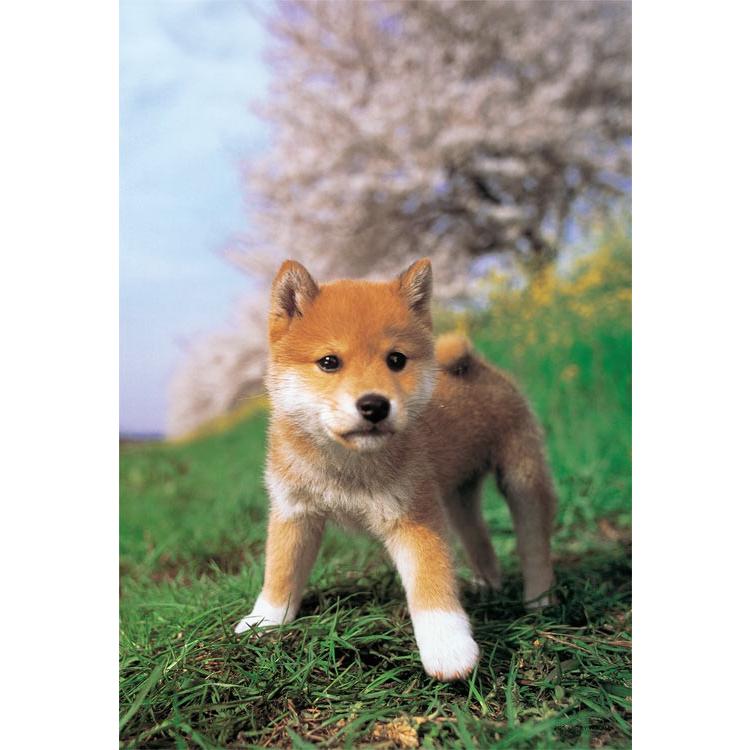 jigsaw-puzzle-im-a-shiba-inu-108-pieces-yam-01-2071-yanoman-1