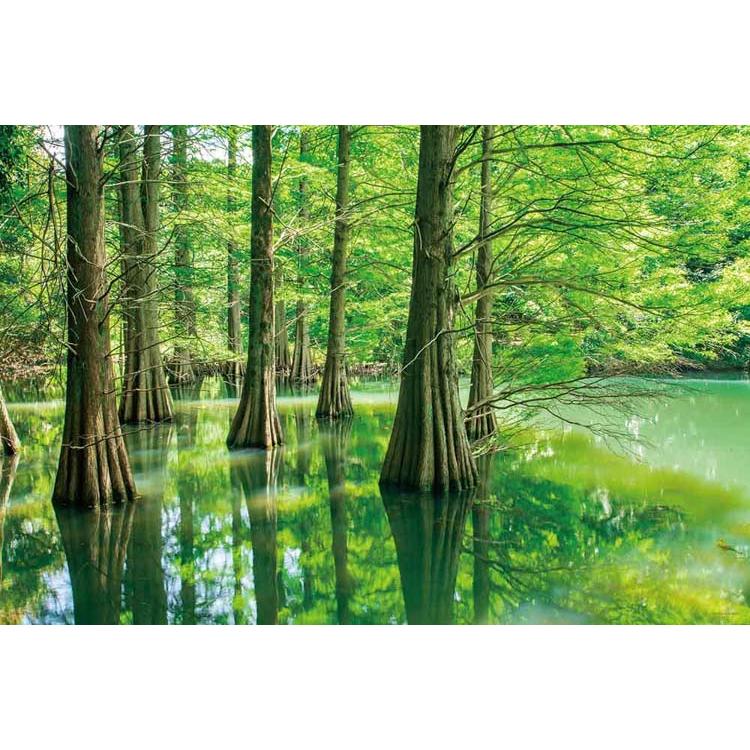 jigsaw-puzzle-mysterious-forest-bald-cypress-fukuoka-cp-nt-1000-pieces-yam-10-1440-1